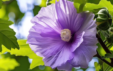 flowers backgroundの素材
