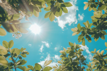 summer backgroundの素材