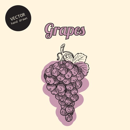 Vector grapes. Background consist of grapes. Sketch art style.のイラスト素材