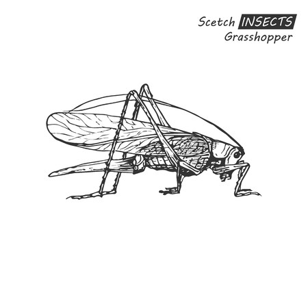 Hand drawn grasshopper.のイラスト素材