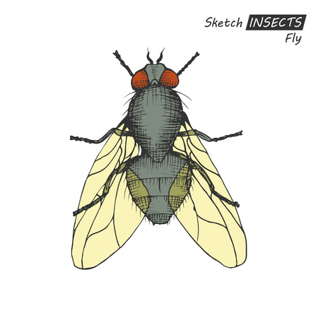 Hand drawn ink sketch of fly isolated on white background. Vector illustration. Drawing in vintage style.のイラスト素材