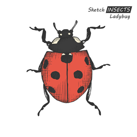 Hand drawn ink sketch of ladybug isolated on white background. Vector illustration. Drawing in vintage style.のイラスト素材