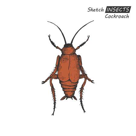 Hand drawn ink sketch of cockroach isolated on white background. Vector illustration. Drawing in vintage style.のイラスト素材