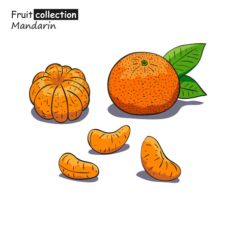 Vector illustration of mandarin in sketch style.の写真素材