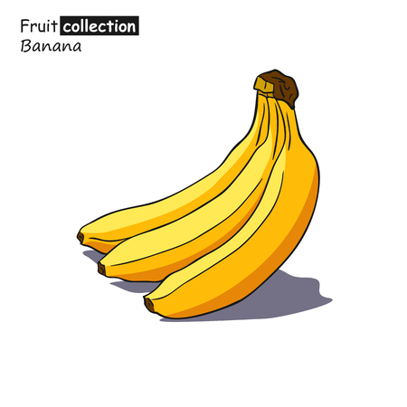 Vector illustration of banana in sketch style.の写真素材