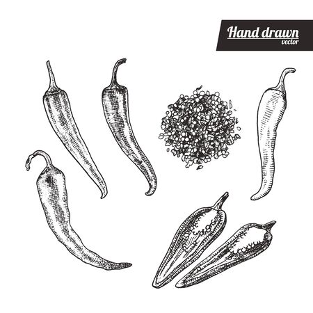 Hand drawn sketch style papper. Vintage eco food vector illustration. Papper sliced and grounded. White background.のイラスト素材