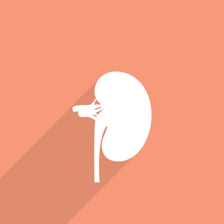 flat kidney icon.