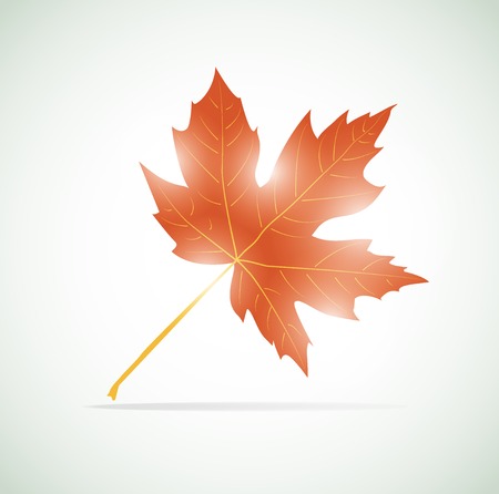 Vector maple leaf background.のイラスト素材