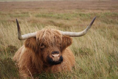 Highland cowの写真素材