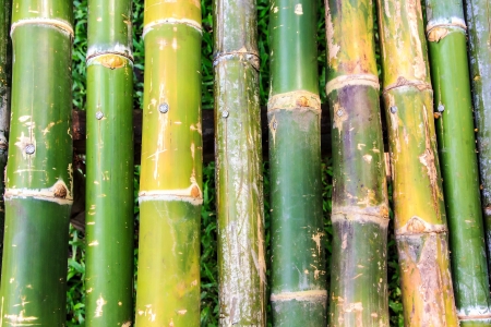 bamboo bring  the way fell is strongの写真素材