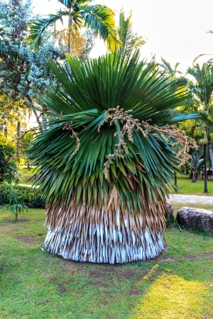 Bush grass の写真素材