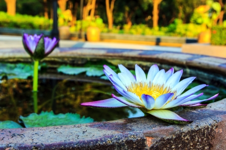 Lotus rightの写真素材