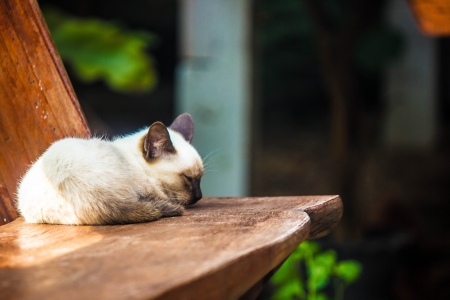 Focus on rose cat lay on wooden chair.の写真素材