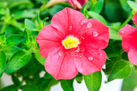 Hibiscus spp and hybrid it have red and dropsの写真素材