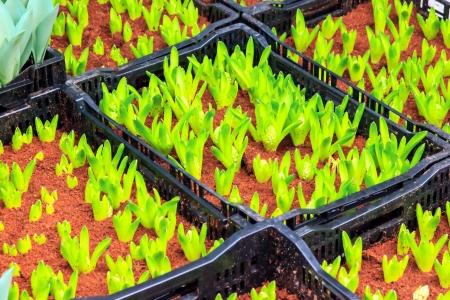 Tulips young plant in the  gardenの写真素材