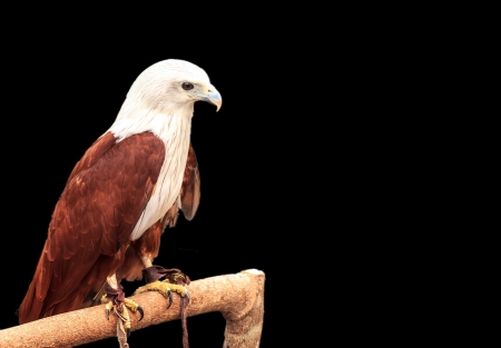 Brahminy kite or Pieter Boddaert stay in zoo  for people take a memorial