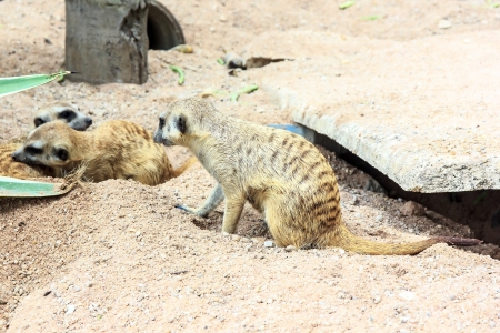 Meerkat or suricata suricatta it is found  in south africa  and eat beetles.の写真素材