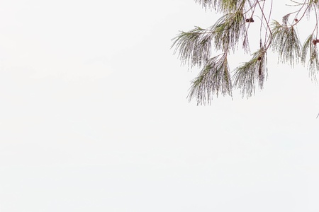  branchs and blue sky in good weather for holiday.の写真素材