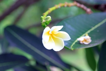 Frangipani or Plantae it origin from laosの写真素材