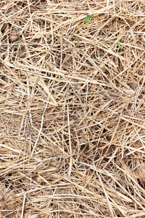 The hay was used as a roof.の写真素材
