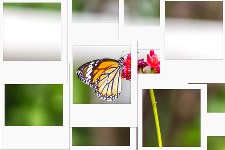Commontiger or Danausgenutia it have pattern same tiger.process instant photostyle