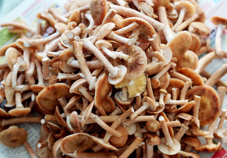 autumn forest mushroomsの写真素材