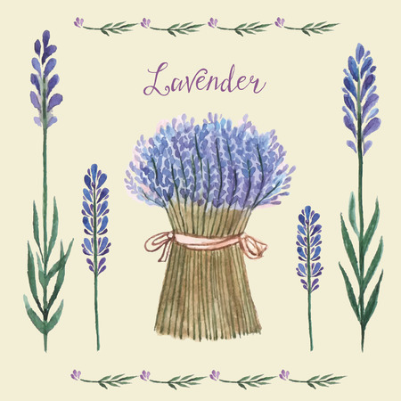 Vector Illustration of a Lavender Background.Watercolor illustration for greeting cards, invitations.のイラスト素材