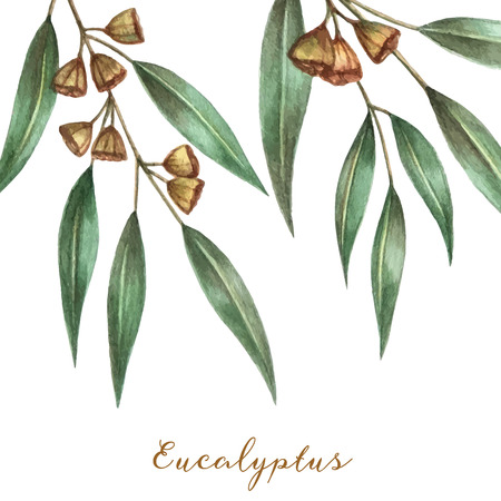 Watercolor eucalyptus leaves and branches. Vector illustration.のイラスト素材