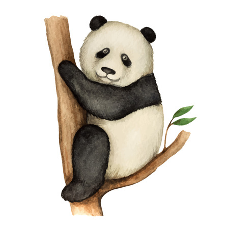 Panda, watercolor vector illustration isolated on white background.のイラスト素材