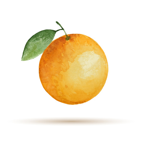 Orange hand drawn watercolor, on a white background. Vector illustration.のイラスト素材
