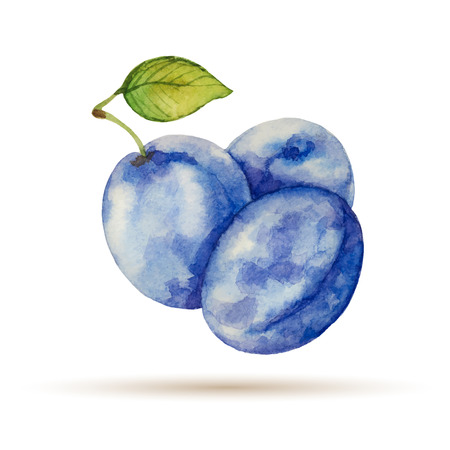 Plum hand drawn watercolor on a white backgroundのイラスト素材