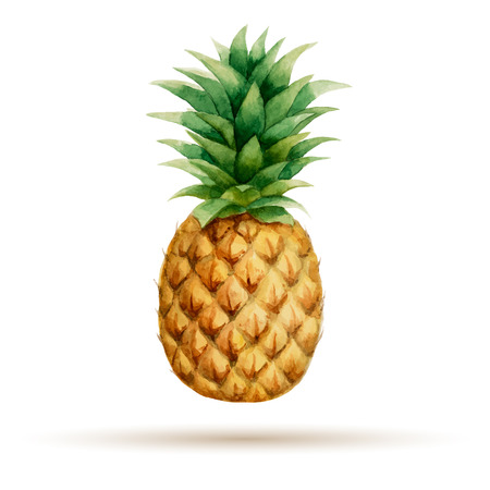 Pineapple hand drawn watercolor on a white backgroundのイラスト素材