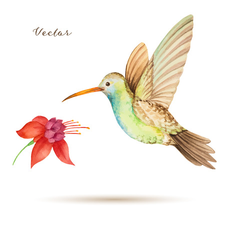 Hummingbird flying over a flower fuchsia, watercolor, vector illustration.のイラスト素材