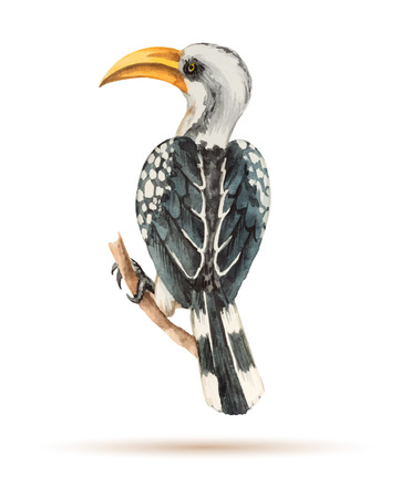 African Toko yellow beak sitting on a branch, watercolor vector illustration.のイラスト素材