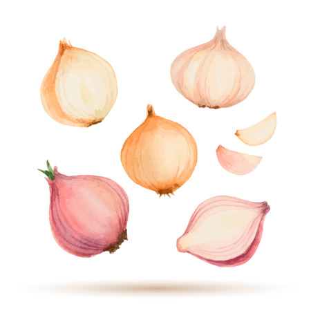 Set of watercolor vegetables, onion, garlic.のイラスト素材