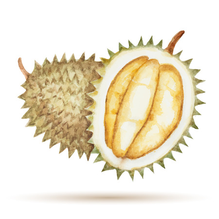 Durian  hand drawn watercolor, on a white background. Vector illustration.のイラスト素材