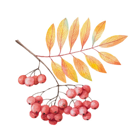 Hand painted watercolor twig rowan branch with red berries on a white background. For your autumn design greeting cards, invitations.のイラスト素材