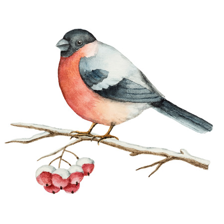 Watercolor bullfinch on a branch of Rowan Christmas element for your design.のイラスト素材