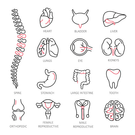 Modern of thin linear icons on a theme medicine human internal organs.のイラスト素材
