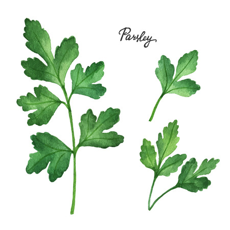 Watercolor branches and leaves of parsley. Eco products isolated on white background. Watercolor vector illustration of culinary herbs and spices to your menu.のイラスト素材