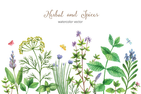 Watercolor vector hand painted banner with wild herbs and spices. The perfect design for greeting card, skrabbuking, menus, packaging, kitchen decor, cosmetics, natural and organic products. Background with space for text.のイラスト素材