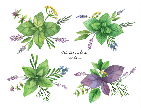 Watercolor vector hand painted  set of herbal bouquets. The perfect design for greeting card, skrabbuking, menus, packaging, kitchen decor, cosmetics, natural and organic products.のイラスト素材