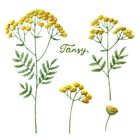 Watercolor vector illustration of tansy. Healing Herbs for design Natural Cosmetics, aromatherapy, medicine, health products and homeopathy.のイラスト素材