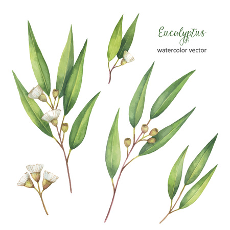 Watercolor hand painted vector set with eucalyptus leaves and branches.のイラスト素材