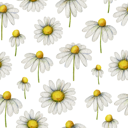 Watercolor chamomile seamless pattern of flowers and leaves isolated on white background.の写真素材