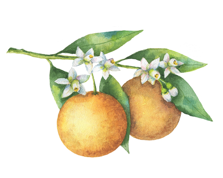 Watercolor fruit orange branch isolated on white background.の写真素材