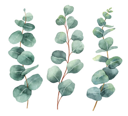 Watercolor hand painted vector set with eucalyptus leaves and branches. Floral illustration isolated on white background.のイラスト素材