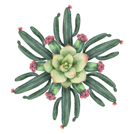 Watercolor vector round mandala of cacti and succulent plants isolated on white background.のイラスト素材