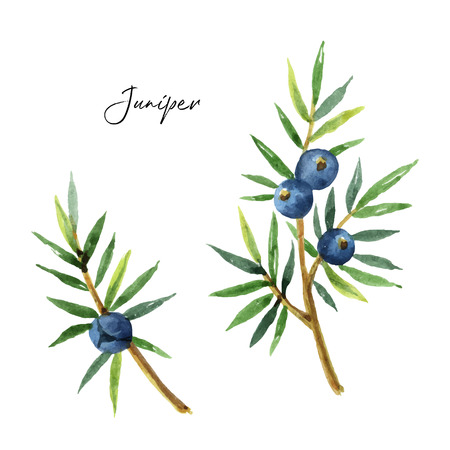 Watercolor set plants juniper isolated on white background.のイラスト素材