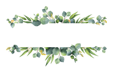 Watercolor vector green floral banner with silver dollar eucalyptus leaves and branches isolated on white background.のイラスト素材